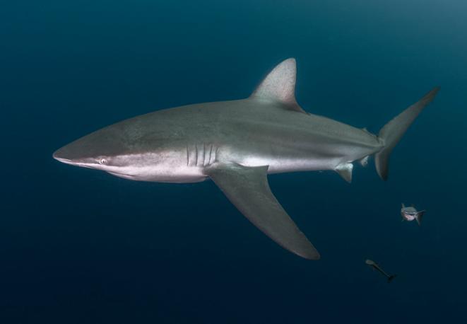 silky-shark-divedict_diving_sharks_diving_conservation-lexicon