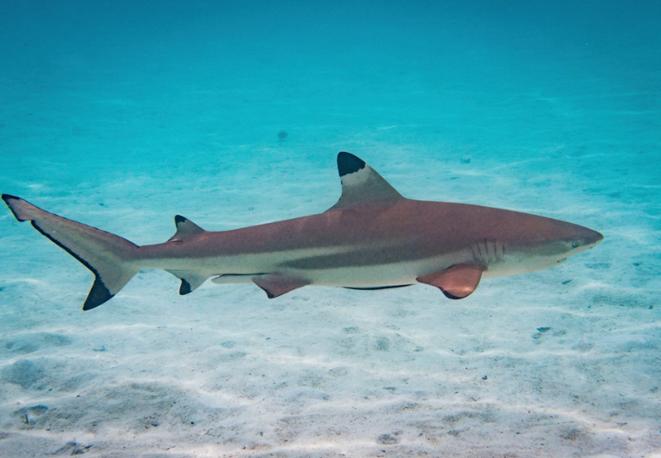 Kleiner Schwarzspitzenhai-divedict_tauchen_haie_sharks_diving_conservation-lexicon
