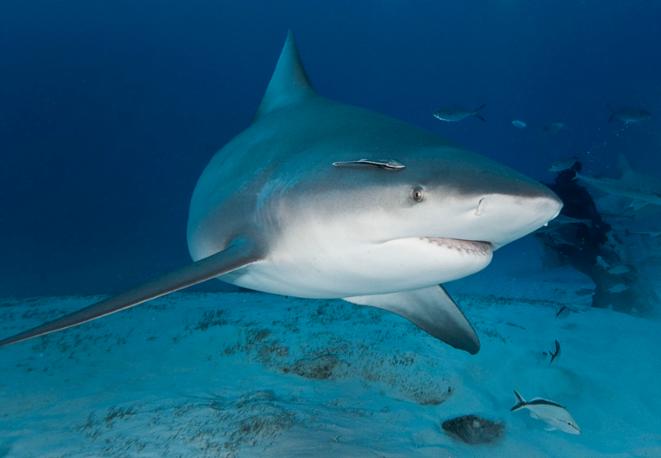 bullhai-divedict_tauchen_haie_sharks_diving_conservation-lexicon-11