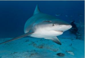 Bull Shark
