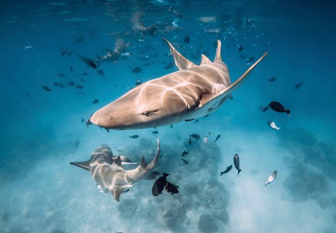 nurse-shark-divedict_tauchen_haie_sharks_diving_conservation-lexicon-04