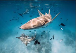 Nurse Shark