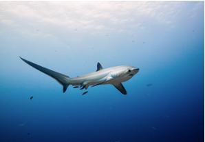 Thresher shark