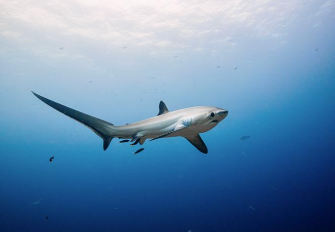 fuchshai-divedict_tauchen_haie_sharks_diving_conservation-lexicon-02