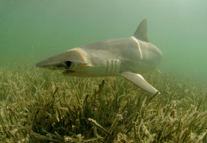 bonnethead-divedict_tauchen_haie_sharks_diving_conservation-lexicon-10
