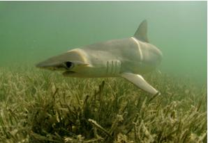 Schaufelnasen-Hammerhai
