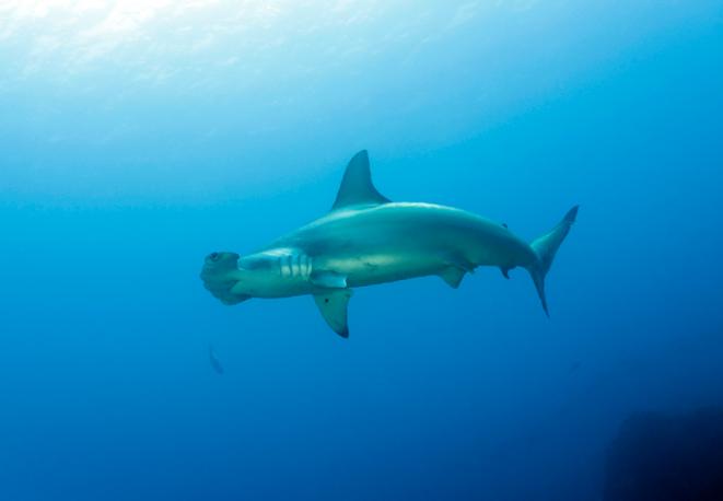 scalloped hammerhead-divedict_tauchen_haie_sharks_diving_conservation-lexicon-03