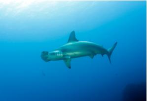 Scalloped Hammerhead