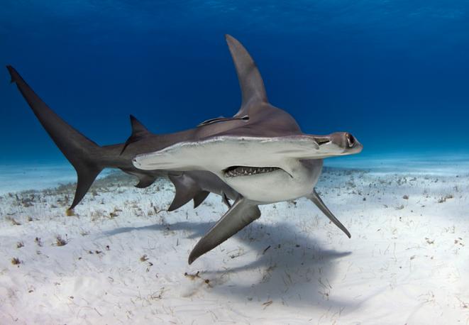 Grosser Hammerhai-divedict_tauchen_haie_sharks_diving_conservation-lexicon-05