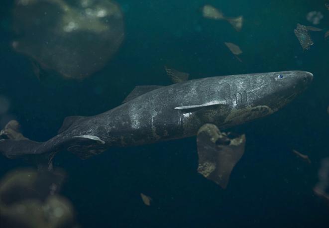 groenlandhai-divedict_tauchen_haie_sharks_diving_conservation-lexicon-06