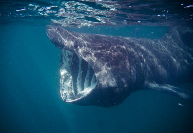riesenhai-basking-shark-divedict_tauchen_haie_sharks_diving_conservation-lexicon-09