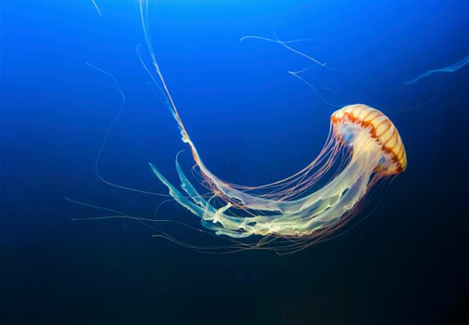 divedict_tauchen_news_diving_fish_underwaterworld_ocean_conservation_eco_log_marine_life-2