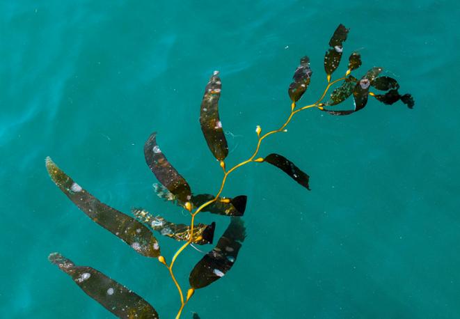 divedict_tauchen_news_diving_fish_underwaterworld_ocean_conservation_eco_log_marine_life-1
