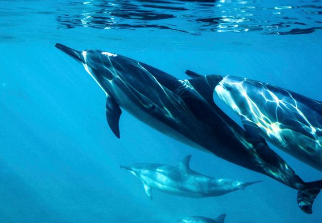 divedict_tauchen_news_diving_fish_underwaterworld_ocean_conservation_eco_log_marine_life-6