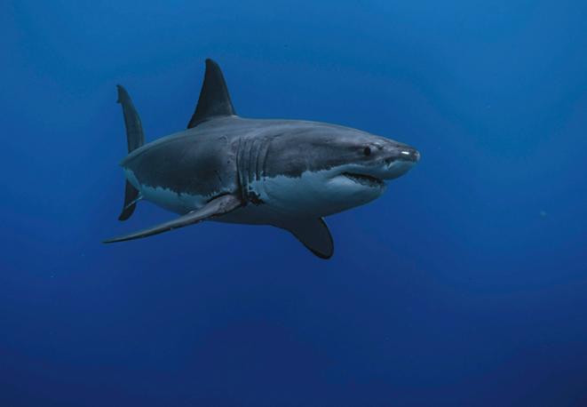 divedict_tauchen_news_diving_fish_underwaterworld_ocean_conservation_eco_log_marine_life-7 divedict_tauchen_news_diving_fish_underwaterworld_ocean_conservation_eco_log_marine_life-7