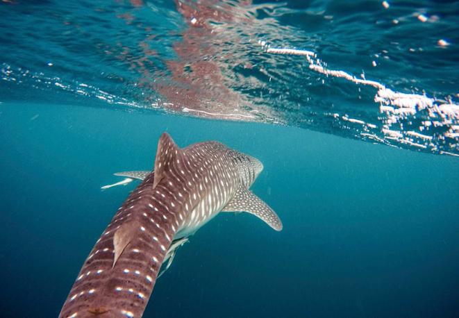 divedict_tauchen_news_diving_fish_underwaterworld_ocean_conservation_eco_log_marine_life-12
