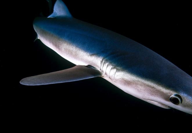 divedict_tauchen_news_diving_fish_underwaterworld_ocean_conservation_eco_log_marine_life-14