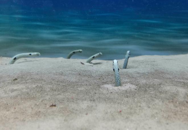 divedict_tauchen_news_diving_fish_underwaterworld_ocean_conservation_eco_log_marine_life-9