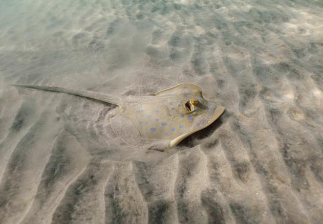divedict_tauchen_diving_fish_mammal_lexicon_ocean_sea_marinelife_underwaterworld_marine_biology-08