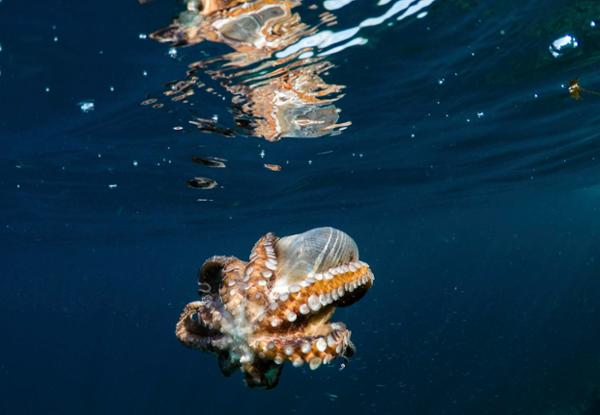 Fascinating facts about mollusks