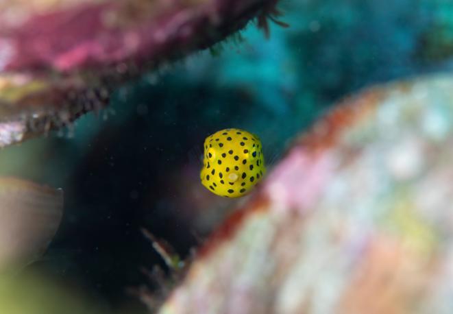 divedict_tauchen_diving_fish_mammal_lexicon_ocean_sea_marinelife_underwaterworld_marine_biology-07