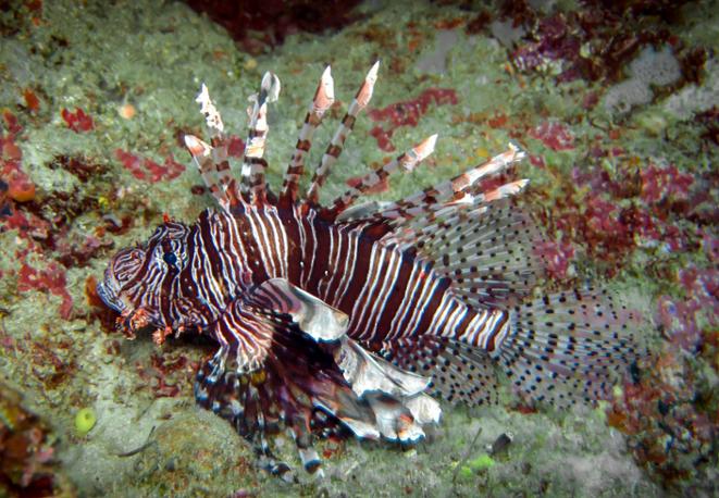 news_coral_diving_tauchen_schnorcheln_divedict_tauchen_diving-2 news_coral_diving_tauchen_schnorcheln_divedict_tauchen_diving-2