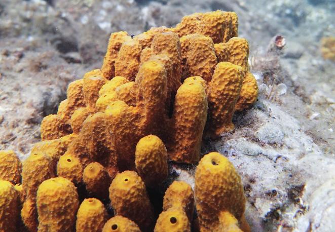news_sponges-schwaemme-medizin-medicine-coral_diving_tauchen_schnorcheln_divedict_tauchen_diving