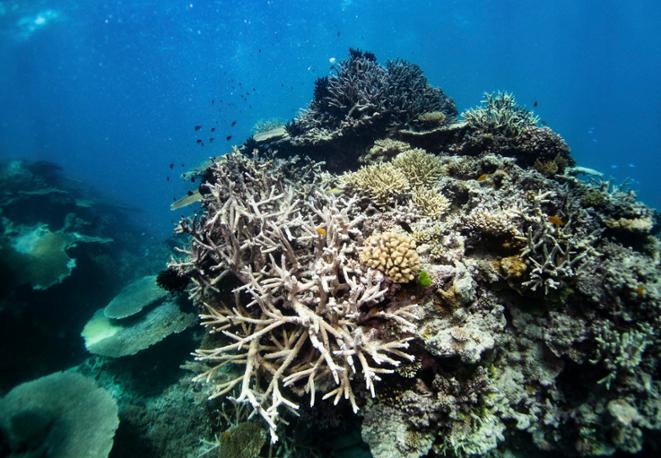 news_coral_diving_tauchen_schnorcheln_divedict_tauchen_diving-1 news_coral_diving_tauchen_schnorcheln_divedict_tauchen_diving-1