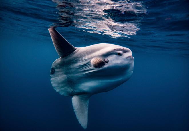 sunfish divedict_tauchen_biolex_diving_fish_underwaterworld_ocean_conservation_eco_log_marine_life-3