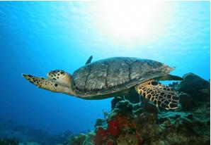 Hawksbill Turtle