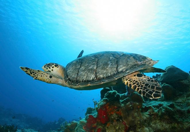 hawksbill turtle-divedict_tauchen_biolex_diving_fish_underwaterworld_ocean_conservation_eco_log_marine_life-5