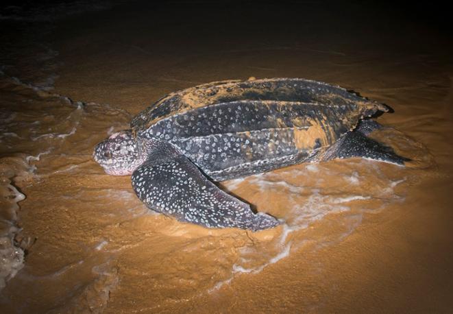 leatherback  turtle divedict_tauchen_biolex_diving_fish_underwaterworld_ocean_conservation_eco_log_marine_life-4