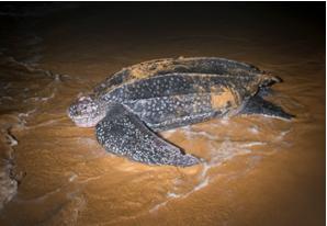 Lederschildkröte
