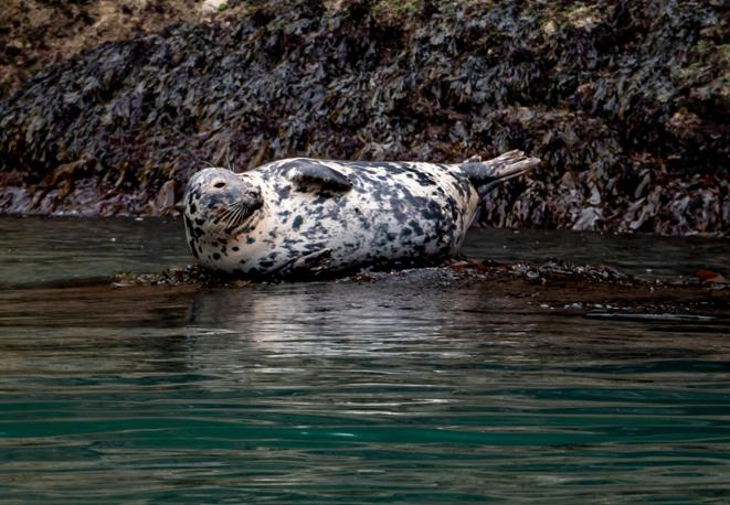 grey seal-divedict_tauchen_biolex_diving_fish_underwaterworld_ocean_conservation_eco_log_marine_life-1
