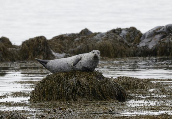 harbor seal-divedict_tauchen_biolex_diving_fish_underwaterworld_ocean_conservation_eco_log_marine_life-2