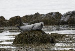 Harbor Seal