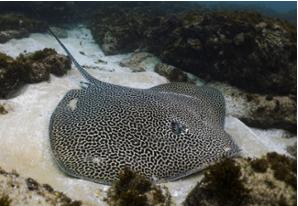 Reticulate whipray