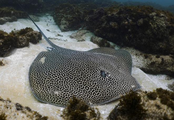 leopard-stingray-divedict_tauchen_biolex_diving_fish_underwaterworld_ocean_conservation_eco_log_marine_life-2 leopard-stingray-divedict_tauchen_biolex_diving_fish_underwaterworld_ocean_conservation_eco_log_marine_life-2
