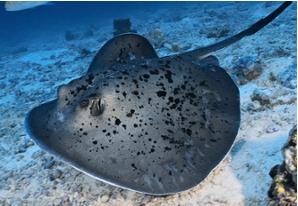 Round ribbontail ray