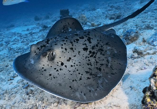 rochen-divedict_tauchen_biolex_diving_fish_underwaterworld_ocean_conservation_eco_log_marine_life-1 rochen-divedict_tauchen_biolex_diving_fish_underwaterworld_ocean_conservation_eco_log_marine_life-1