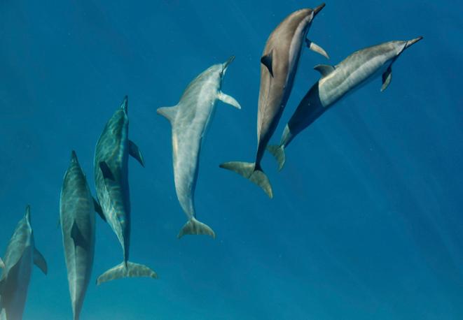 spinner dolphin-divedict_tauchen_biolex_diving_fish_underwaterworld_ocean_conservation_eco_log_marine_life