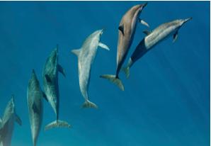 Eastern Pacific Dolphin 