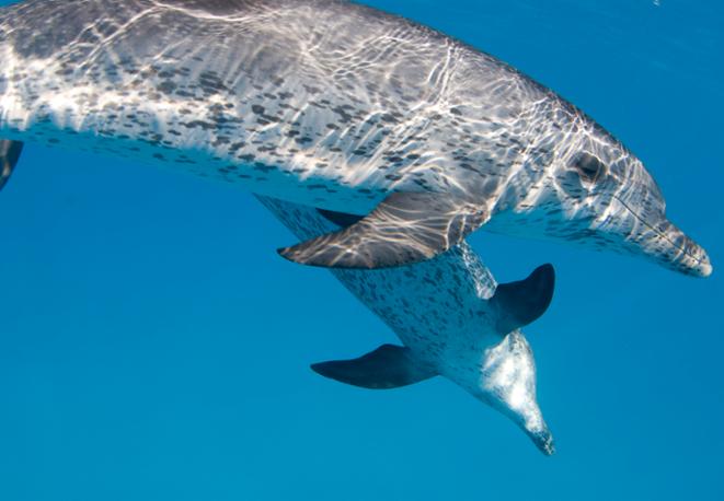 divedict_tauchen_diving_fish_mammal_lexicon_ocean_sea_marinelife_underwaterworld_marine_biology-2