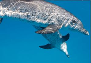 Atlantic Spotted Dolphin