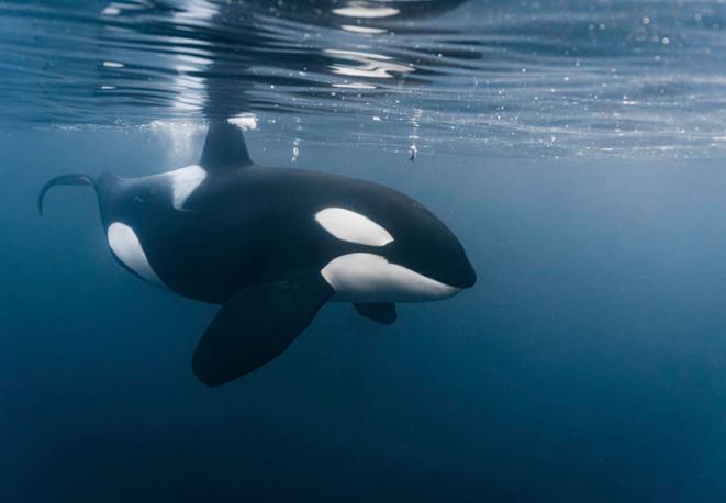 orca_schwertwhal_whale_wal_divedict_tauchen_diving orca_schwertwhal_whale_wal_divedict_tauchen_diving
