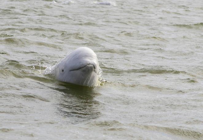 beluga_whale_wal_divedict_tauchen_diving