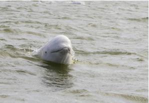 Beluga