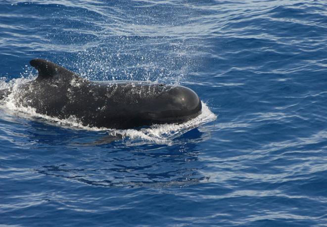 pilot_whale_wal_divedict_tauchen_diving