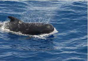 Short-finned pilot whale