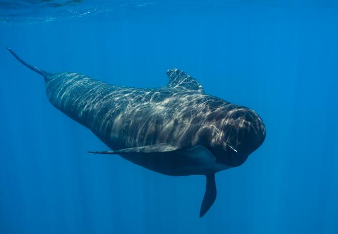 divedict_tauchen_diving_fish_mammal_lexicon_ocean_sea_marinelife_underwaterworld_marine_biology-3